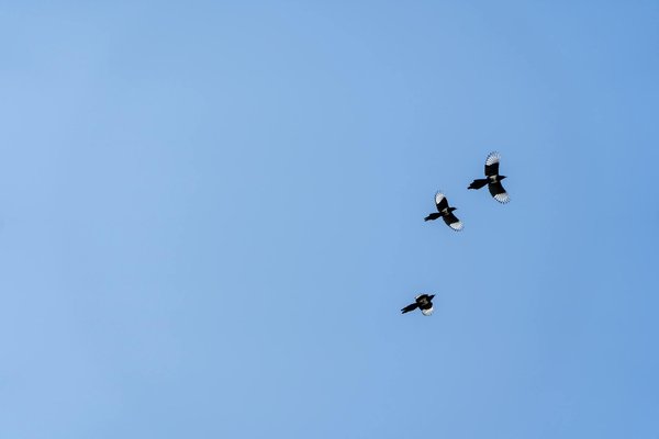 Sante Ressources Mentales